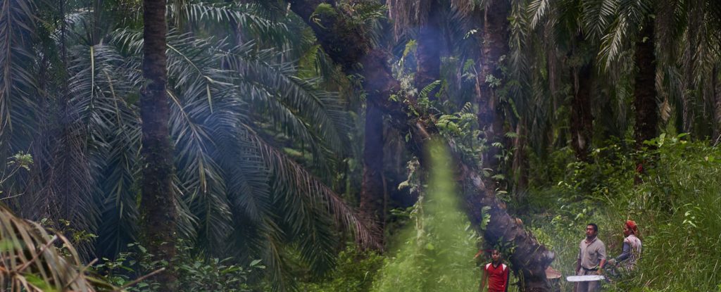 El aceite de pachuli que regenera Sumatra